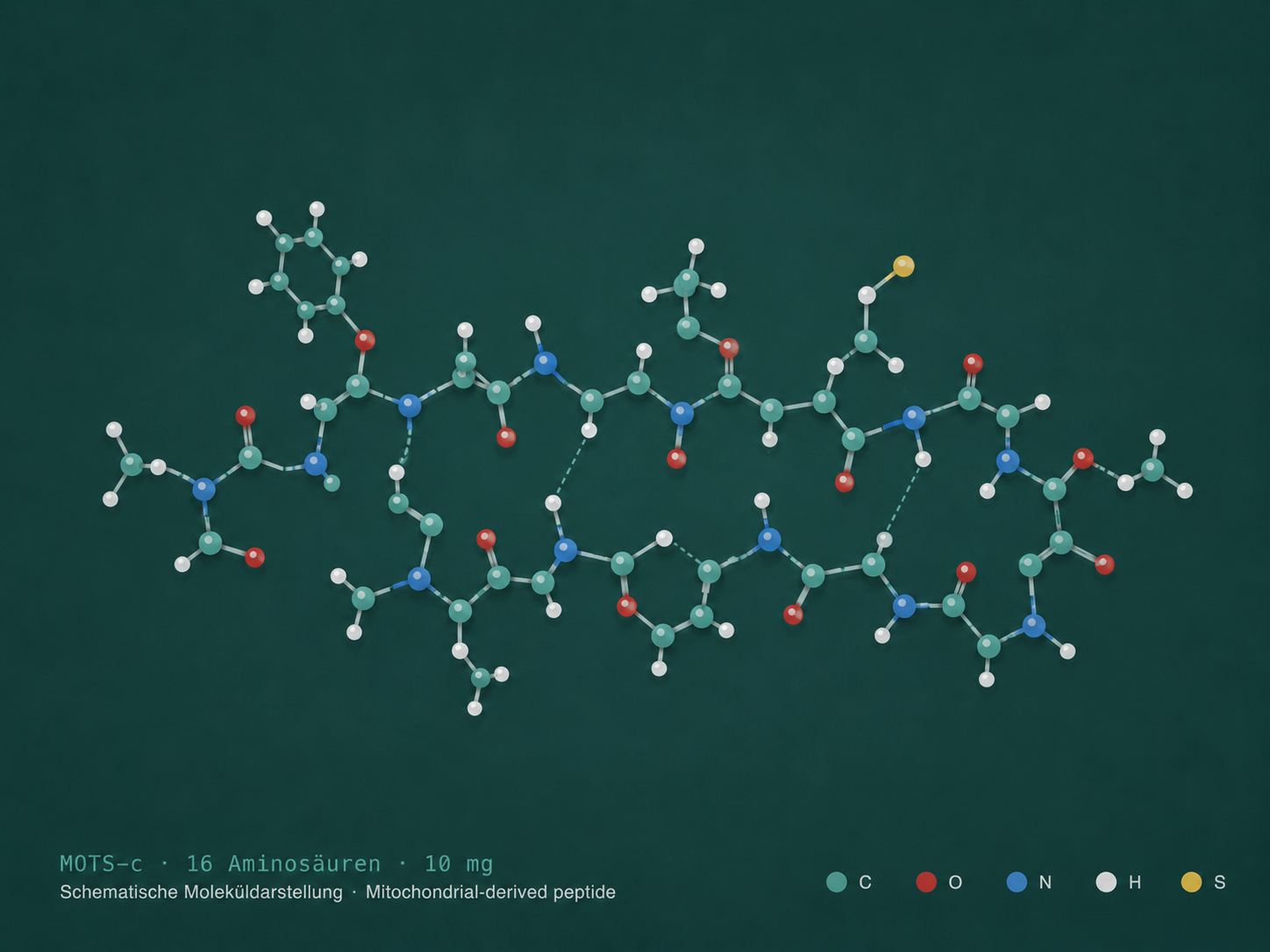 MOTS-c · peptide dérivé des mitochondries · 16 acides aminés